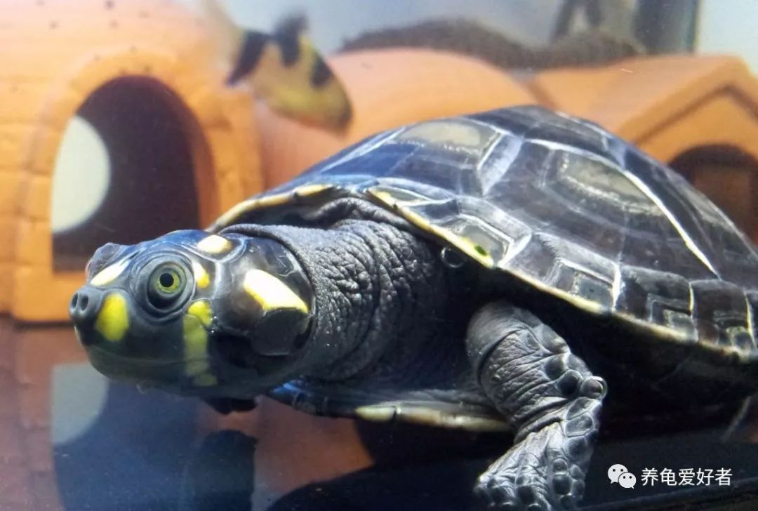 天气冷龟龟冬眠怎么办,龟不用加热棒怎么给龟加温