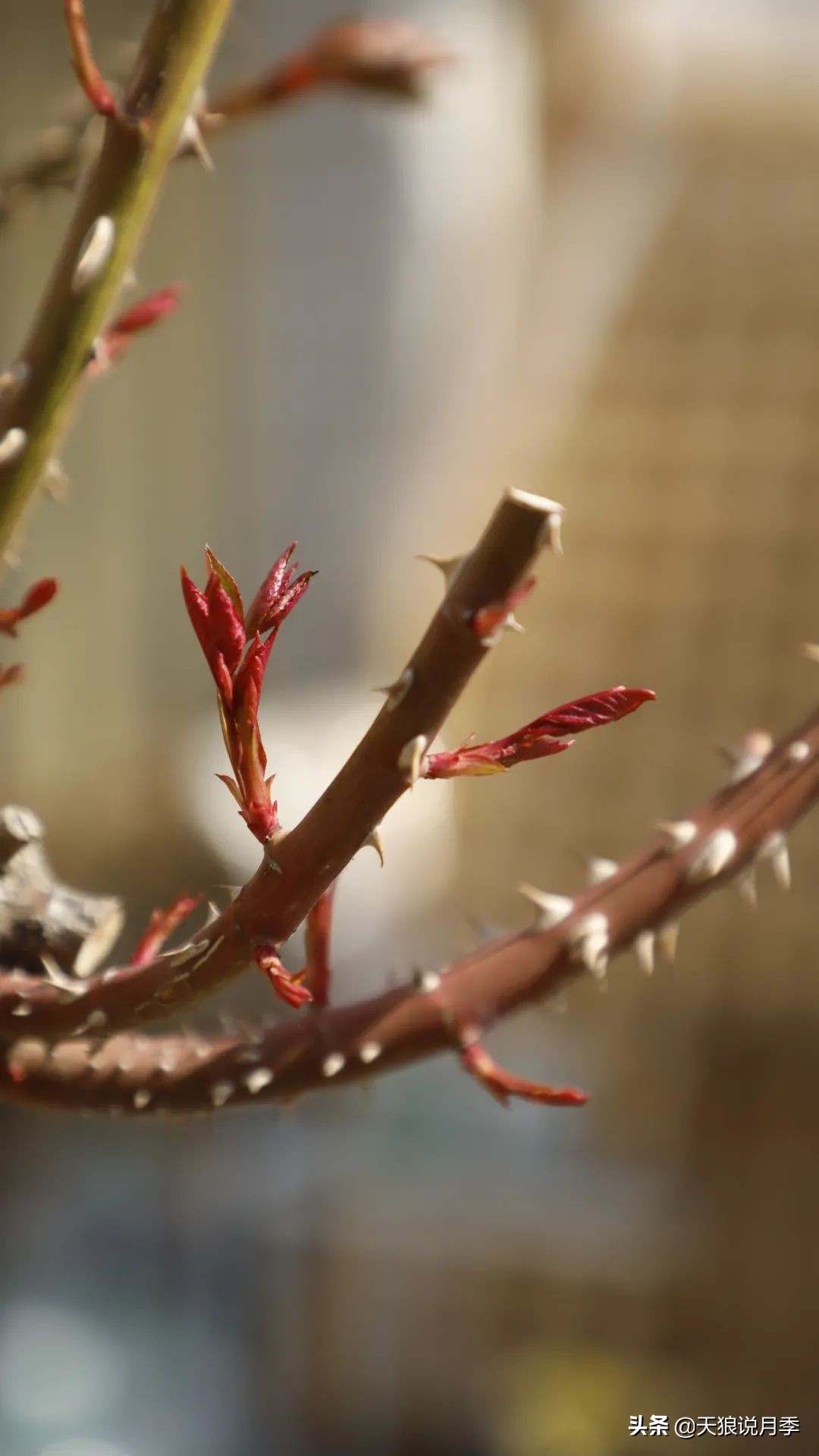 月季怎么抹芽最好,月季的抹芽方法