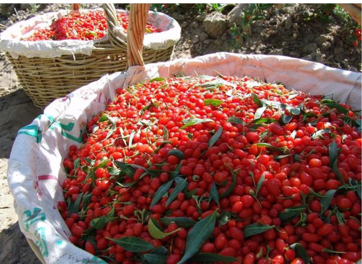 枸杞的种植与生长条件,枸杞生长全过程