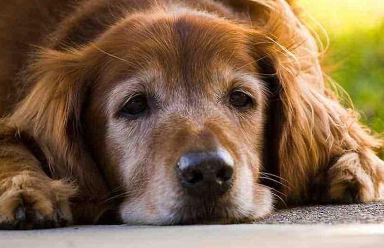 狗狗多大吃老年犬狗粮,狗狗一般多少岁以上属于老龄犬