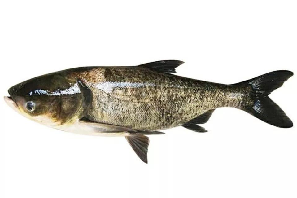 孕妇禁忌四种鱼,哪种鱼孕妇不建议吃的