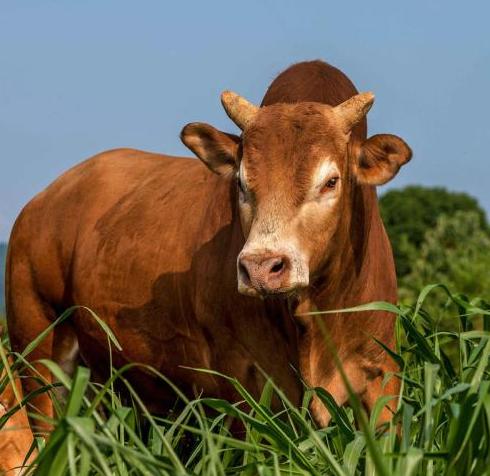 游四方888,游四门豫剧