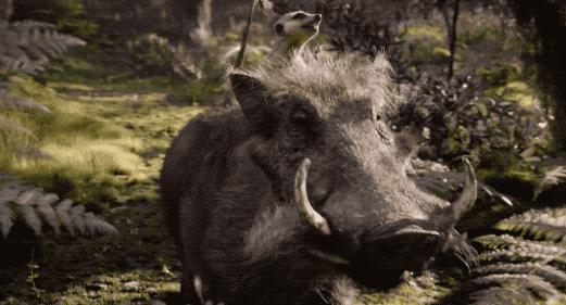 《狮子王》成年度面瘫巨制，但真有那么差吗？