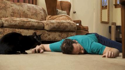 猫和主子玩装死游戏,在猫面前装死猫的反应