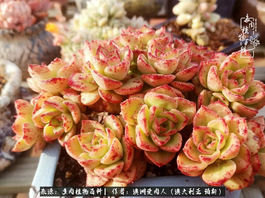 采蘑菇的小姑娘，“转行”来把多肉养