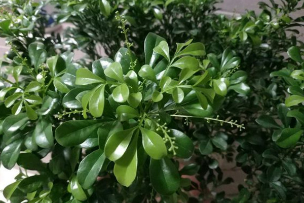 米兰移栽后套塑料袋,12度气温米兰需要用塑料袋套吗