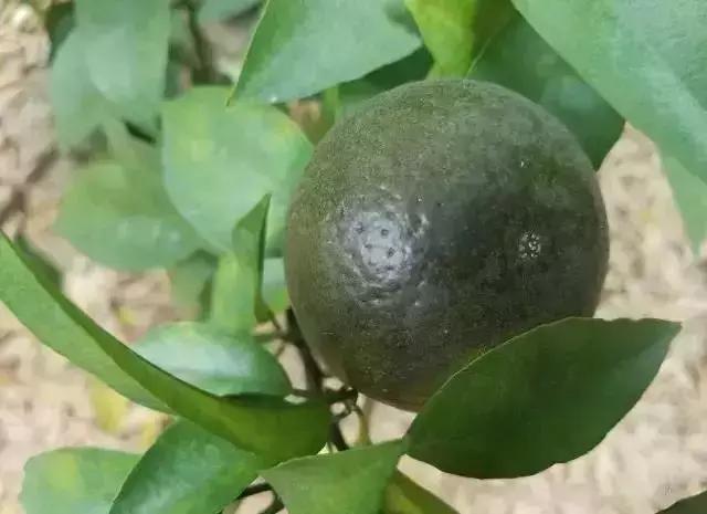 柑橘锈壁虱危害症状,柑桔锈壁虱防治视频