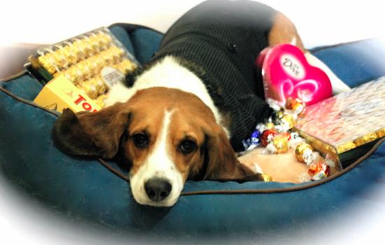 小狗狗不能吃哪些食物,小狗狗吃多了容易生病吗