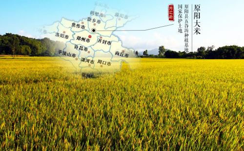 黄河滩原阳特产大米,黄河边原阳大米价格