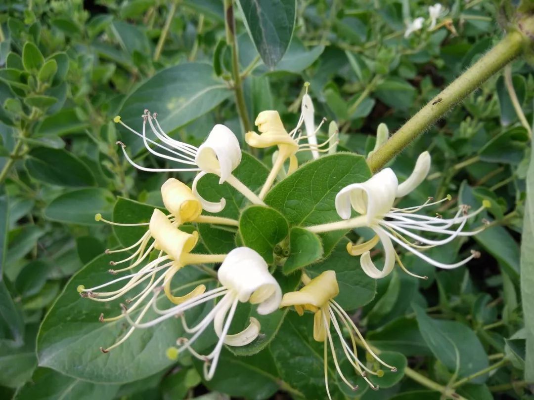 100种常见观叶植物图鉴史上最全,农村常见的100种植物