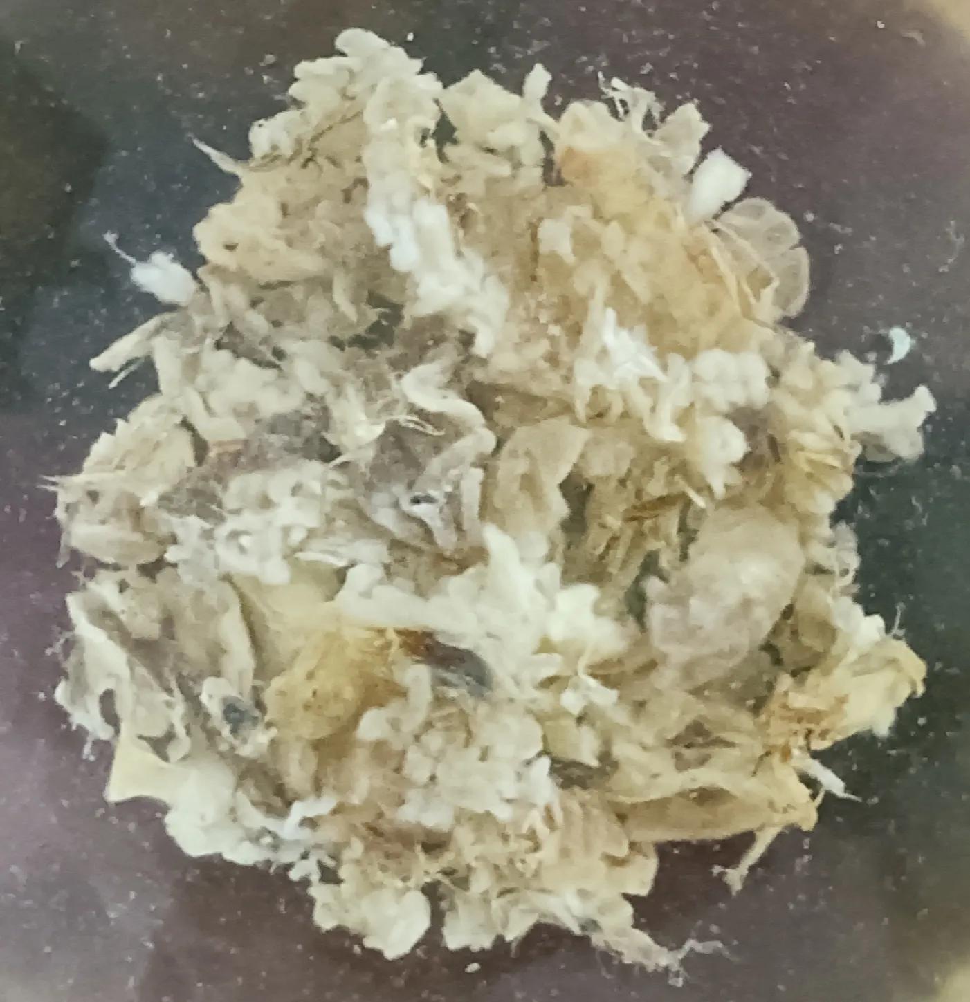 椰汁炖雪蛤，一道寓意美好又可滋补养生的可口甜品