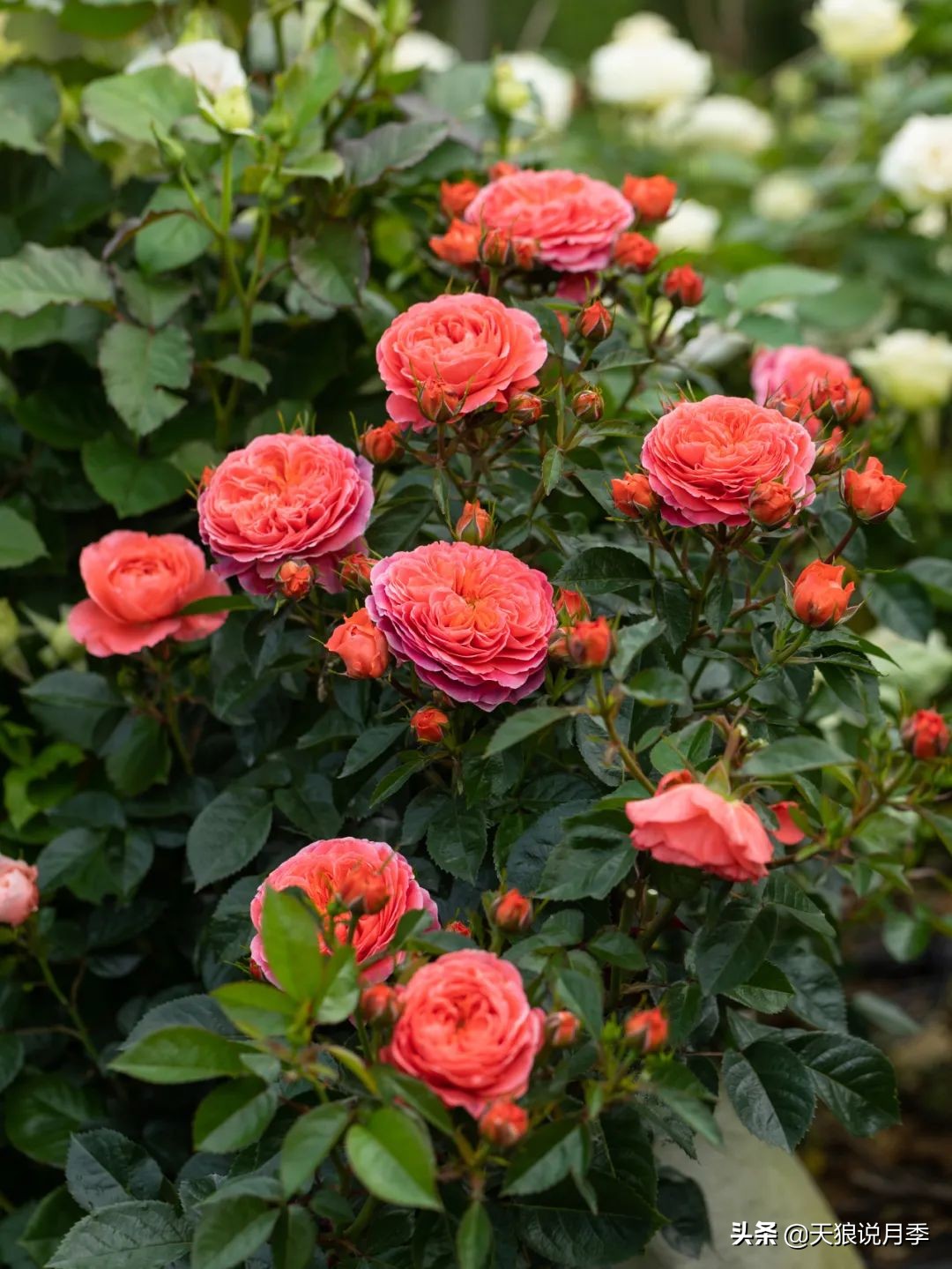 2022年天狼月季新品,月季天狼新品曝光