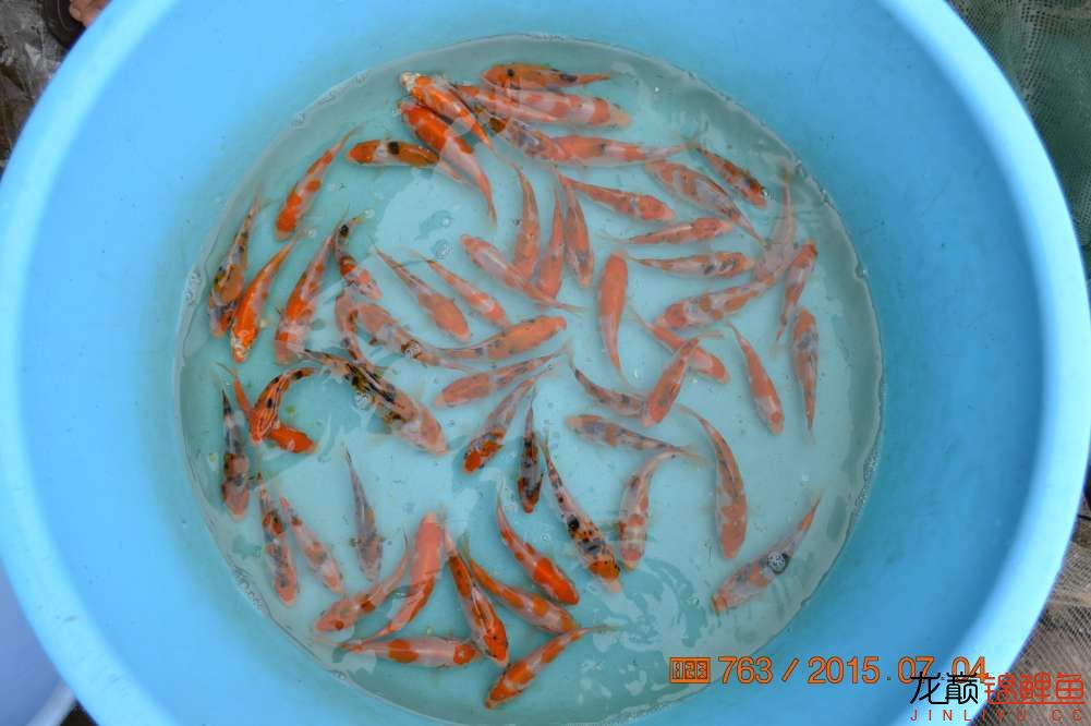 锦鲤苗成长,日本锦鲤水花苗成长