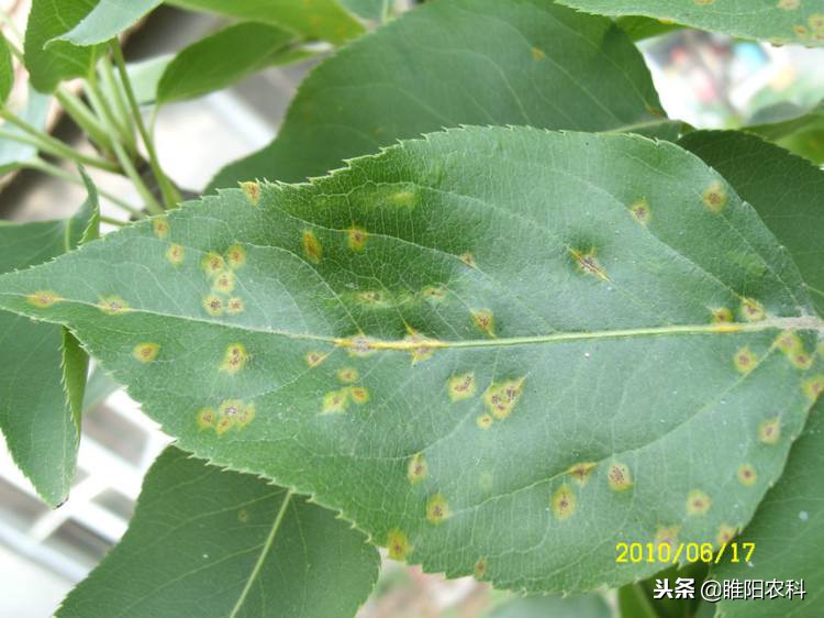 防治黑星病的杀菌剂,什么杀菌剂对黑星病效果好