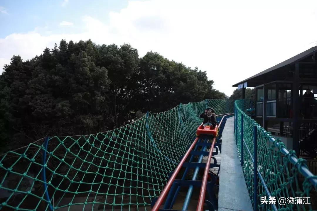 石象湖风景区郁金香开了吗,成都石象湖的郁金香什么时候开