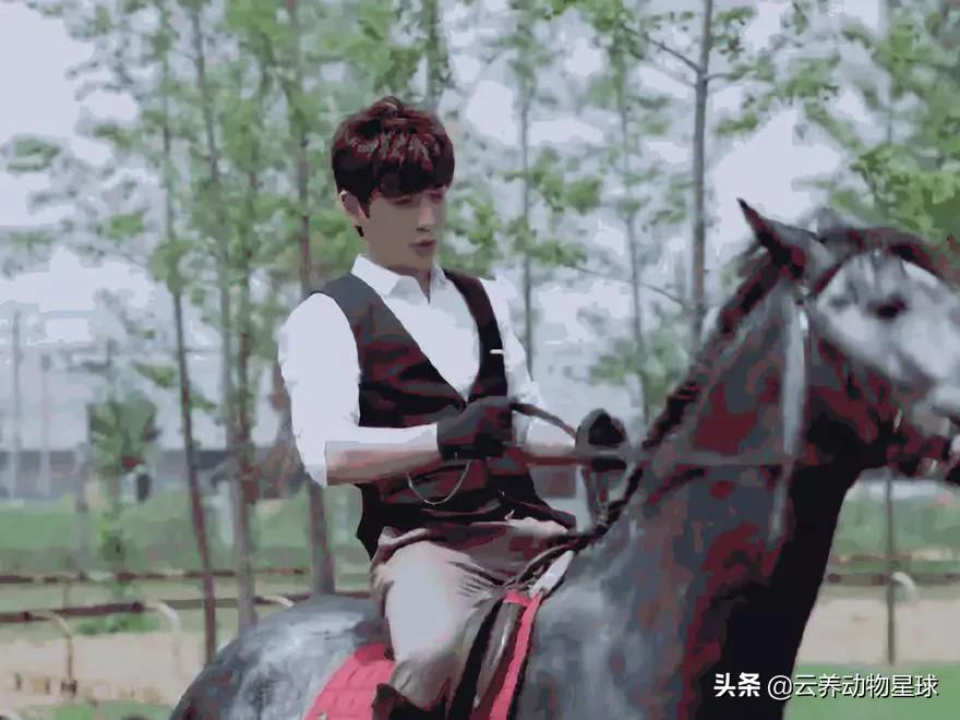 必备的马术知识,马术能不能速成