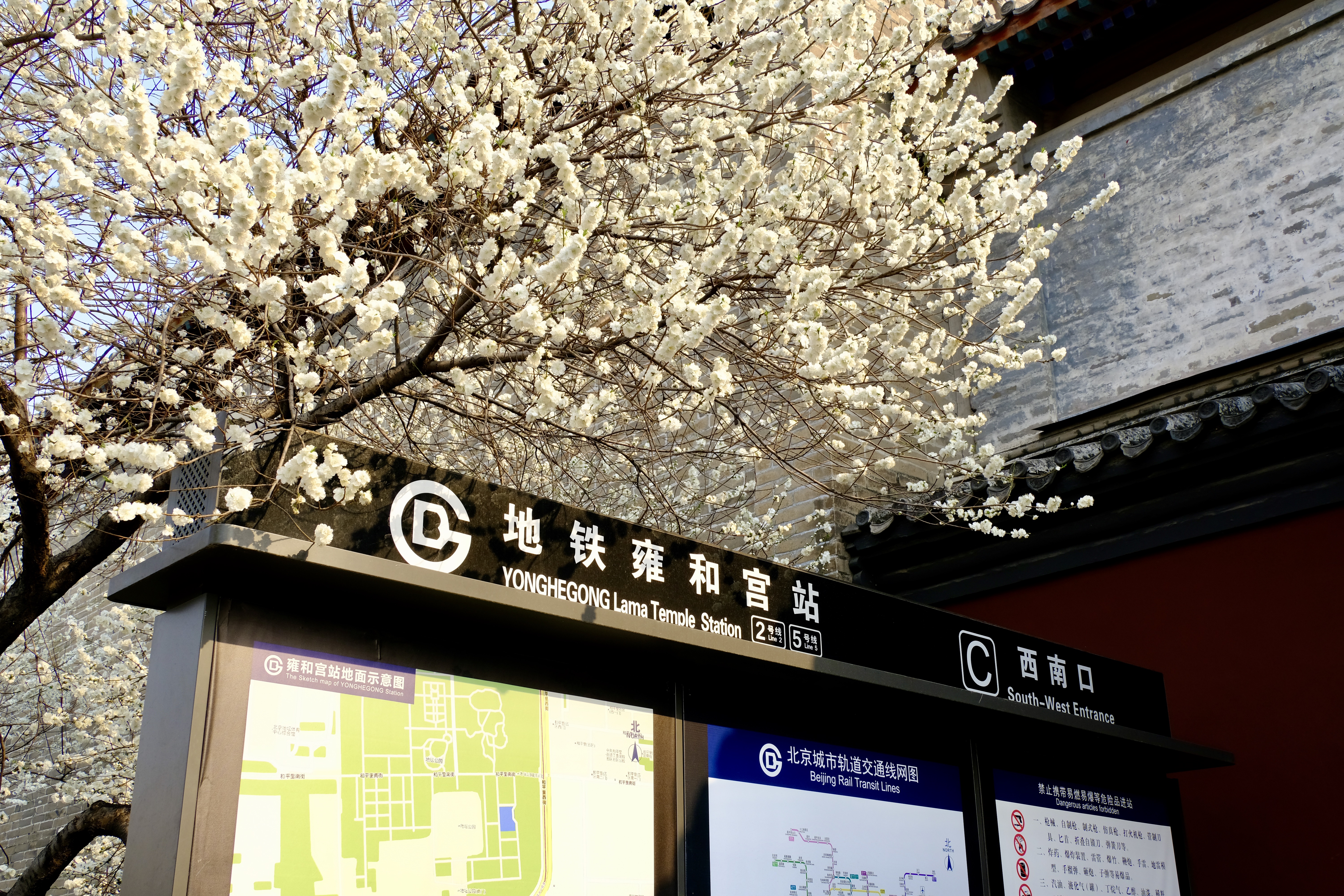 开往地铁上的春天,开往春天的地铁邂逅京城的花开