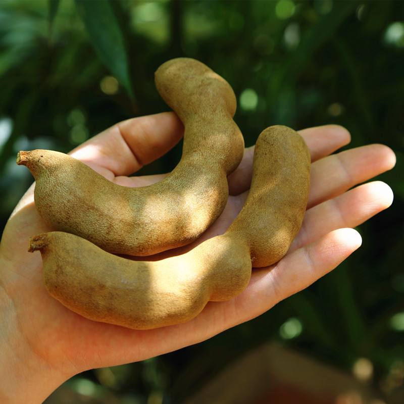 跟豆角一样的水果,水果豆角