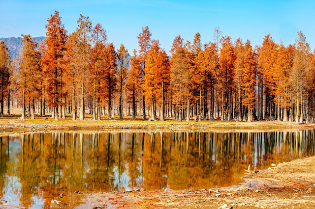尼克松送给杭州的哪五棵树,尼克松带来的树