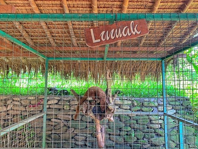 猫屎咖啡到底有多昂贵,为什么猫屎咖啡是世上最贵的
