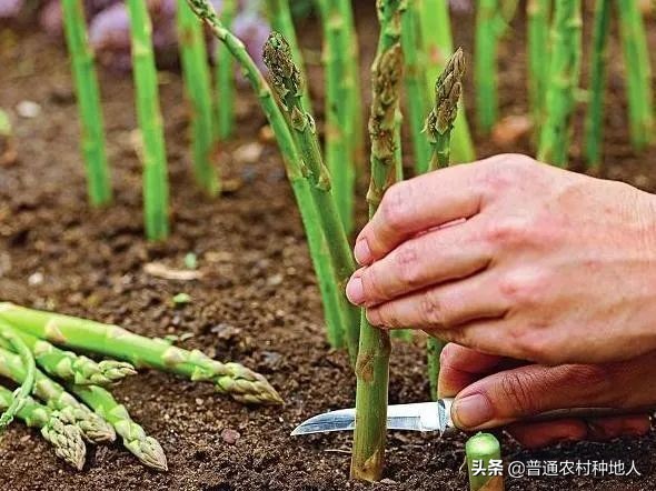 有机芦笋种植条件有哪些,芦笋的根苗怎么种植才能长得很好