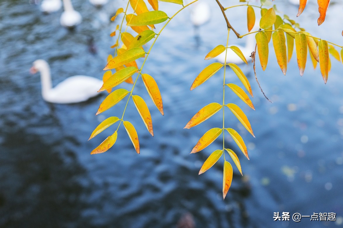 松下16-35f4,松下16-35f4和20-60镜头对比