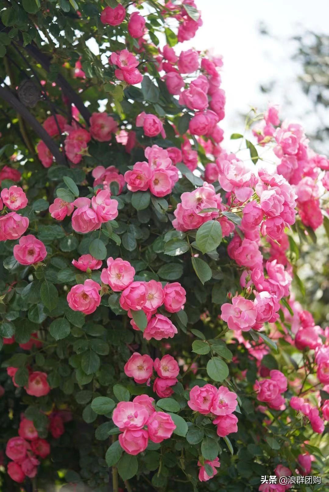 月季哪些品种大花又香,月季哪些品种花期长耐阴耐寒耐旱