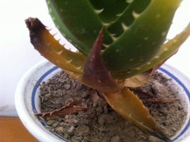 不夜城芦荟叶子发红怎么办,芦荟叶子发红干瘪要剪掉吗