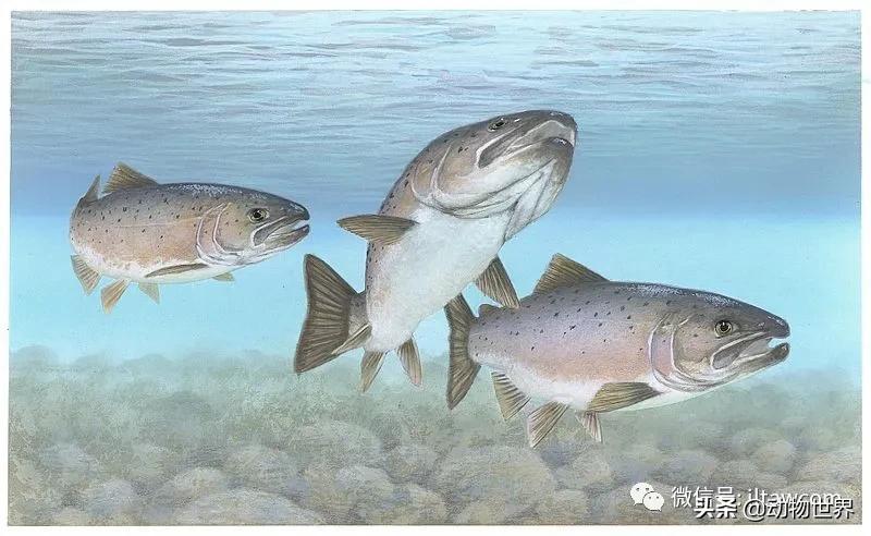 三文鱼是怎样的鱼,三文鱼冷冻后还可以生吃吗