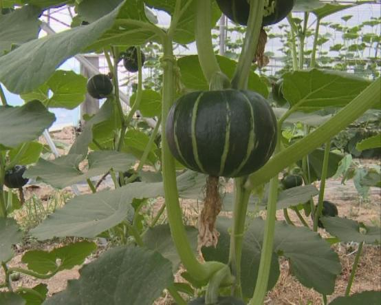 临颍南瓜,临颍县南瓜