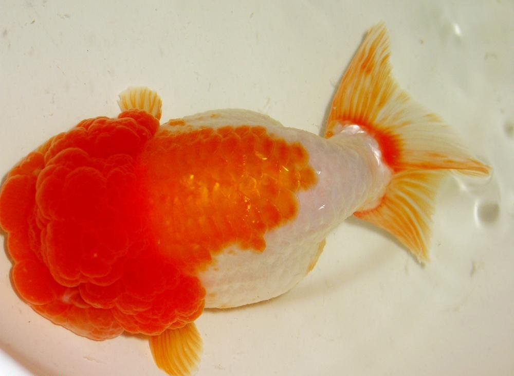 金鱼饲养难度排名,养金鱼的注意事项和饲养方法图片