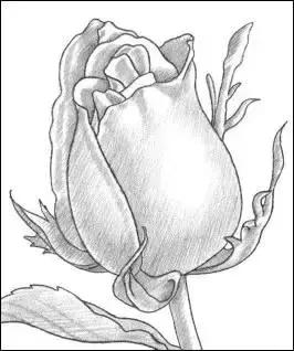 一幅素描玫瑰画如何加彩,玫瑰花束素描图片