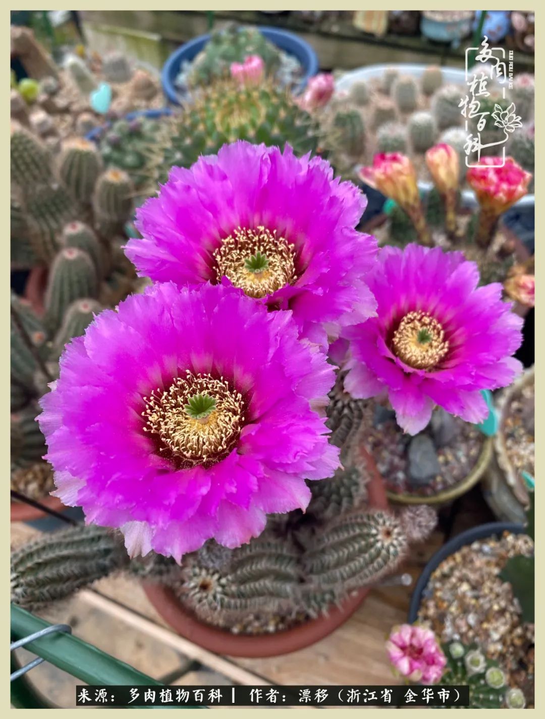 仙人球开花并散发着香味,仙人球花盛开吐露芬芳