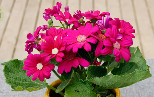 瓜叶菊花的养护方法,瓜叶菊开完花如何养护