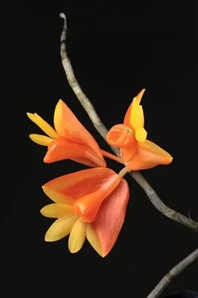 罕见的奇花异草 (160种奇花异草绝对有你没见过的)