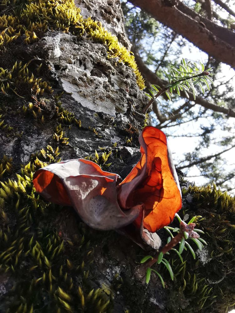 20201101惊悚之行~首阳山大坪梁单日横穿+原返