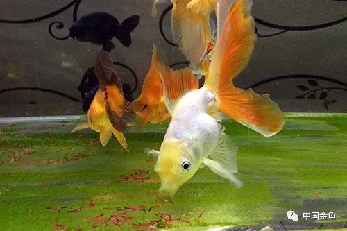 金鱼饲养的小技巧轻松养好金鱼,金鱼的饲养与管理方法图片