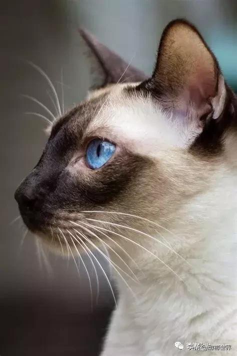 东方的“月亮钻石”-暹罗猫