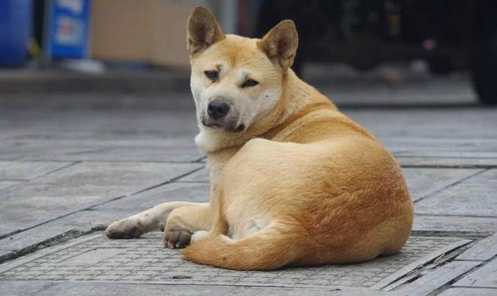 最好养的狗又聪明又不掉毛,哪种狗好养又不容易生病