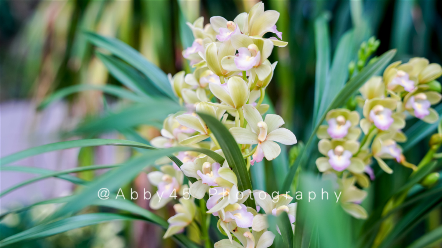 国内十大兰圃之一在福州，莫负好*光春**，免费尽享兰花的春之盛宴