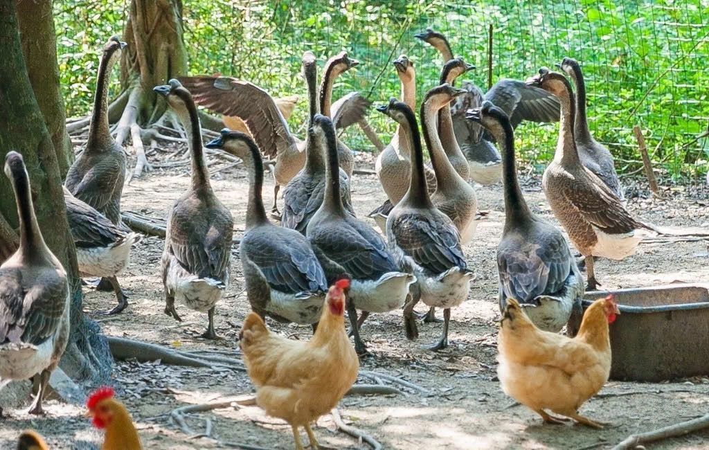 佛山顺德醉鹅老店,正宗顺德火焰醉鹅哪家好吃