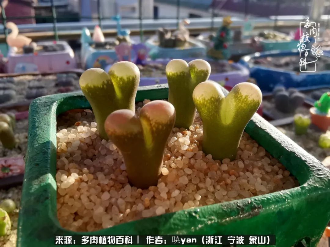 多肉初级入坑者,入坑多肉