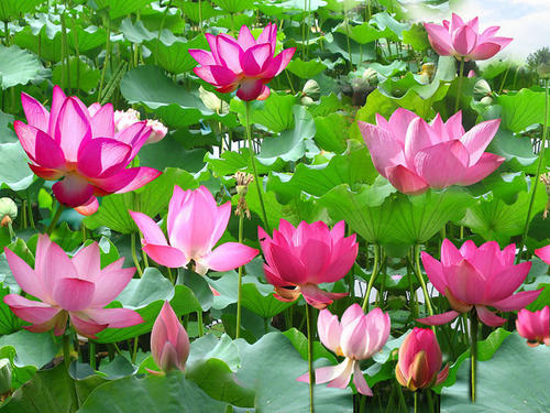 花中君子梅兰竹菊品质是什么,花中君子梅兰竹菊都是哪些花