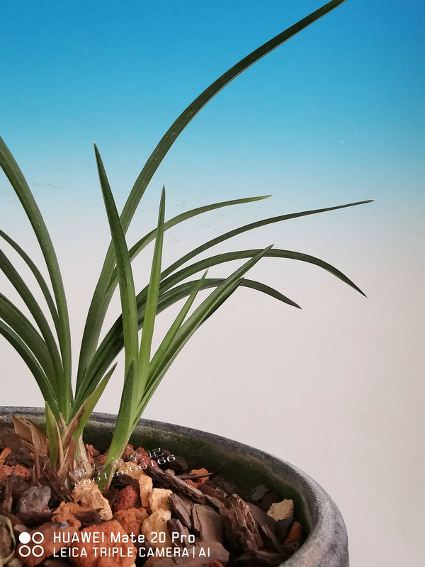 [艺兰频道]一*四六**：针对蜗牛等软体虫寄生携带的特点应对处理