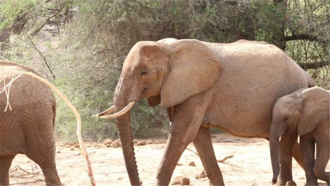 大象脚底可以感知很远的声音吗,大象听力来源于脚
