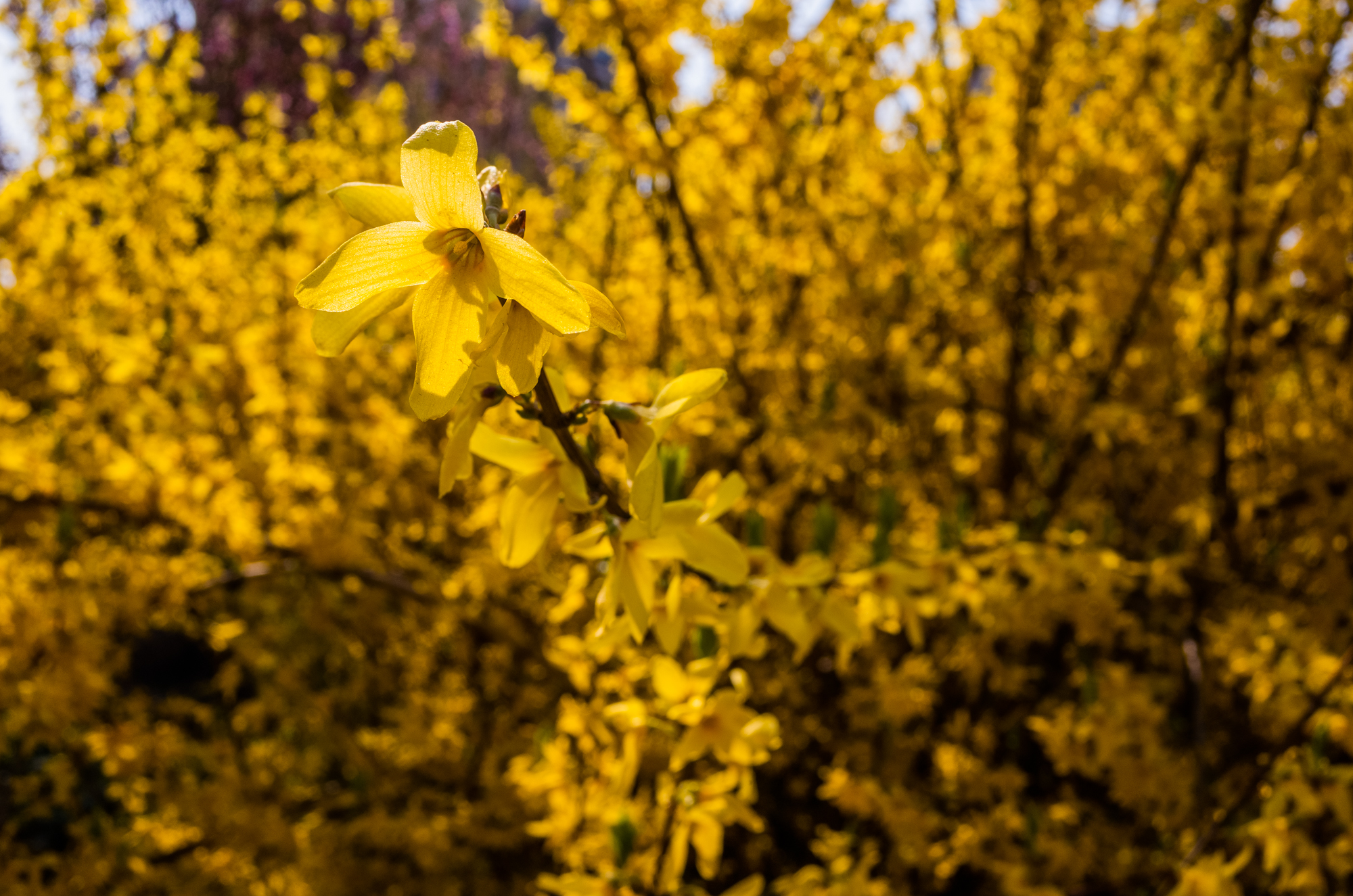 鍗庝负p30pro瀵规瘮鑻规灉12pro,鍗庝负p30pro瀵规瘮iphonese2