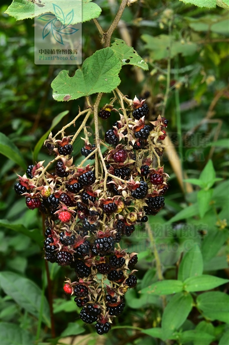 蓬蘽和覆盆子一样功效吗,蓬蘽可以当草药吗