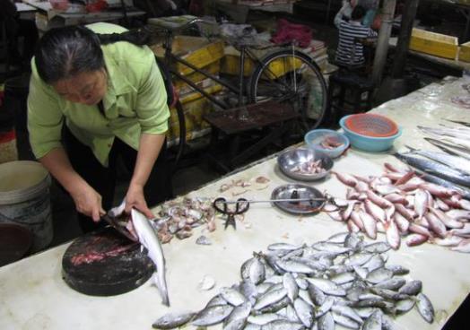 5种无法人工养殖的野生海鱼,哪些食用海鱼可以人工养殖