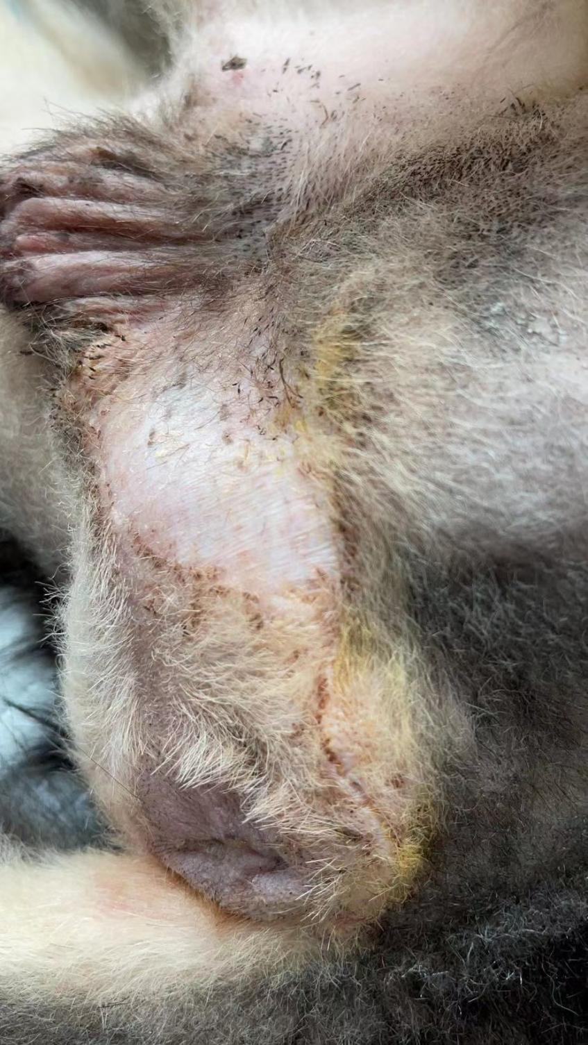 狗狗肚脐鼓包长大后能自愈吗,狗会阴疝复发咋办