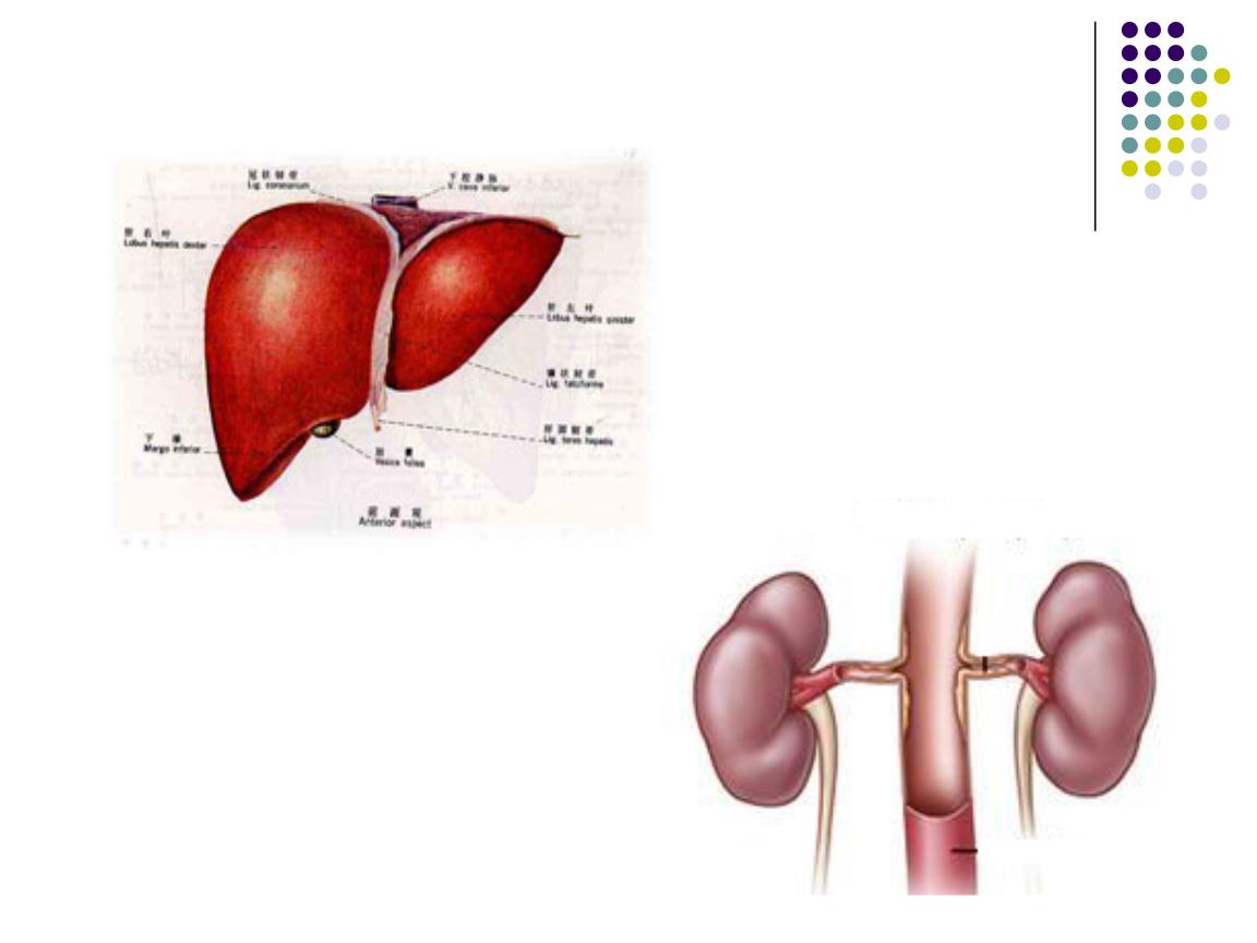 重叠综合征，发病原因不明，和免疫功能异常，以及环境因素有关